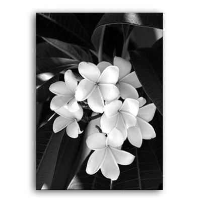Beauty In The Darkness Black And White Flowers A Canvas Prints