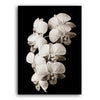 Beauty In The Darkness Black And White Flowers B Canvas Prints