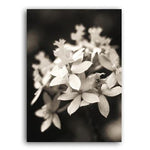 Beauty In The Darkness Black And White Flowers C Canvas Prints