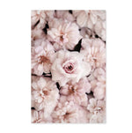 Soft Pink Peony Flowers Canvas Art Prints