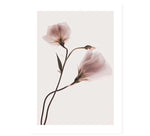 Transparent Pink Flowers Canvas Prints