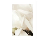 It Is Time To Bloom White Floral Canvas Art Prints-Heart N' Soul Home