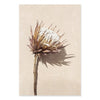 Bohemian Dried Protea And Leaves Canvas Print